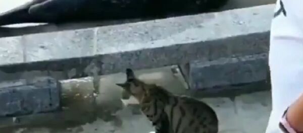 Kedi ve saldırıya uğrayan fok balığı - Sputnik Türkiye