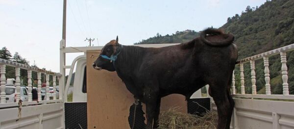 Haluk Levent danaya isim verdi: Ferdinand Haluk Levent danaya isim verdi: Ferdinand - Sputnik Türkiye