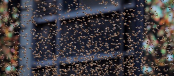 New York’ta bulunan bir sosisli sandviç arabası binlerce arının istilasına uğradı - Sputnik Türkiye