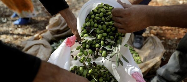zeytin - Sputnik Türkiye