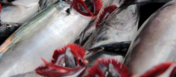 Palamut - Sputnik Türkiye