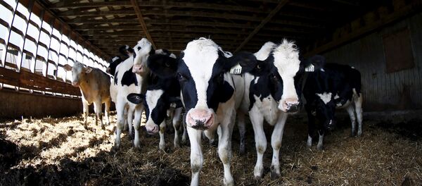 İnek çiftlik - Sputnik Türkiye