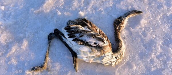 Tuz Gölü'nde çok sayıda yavru flamingo yaşamını yitirdi - Sputnik Türkiye