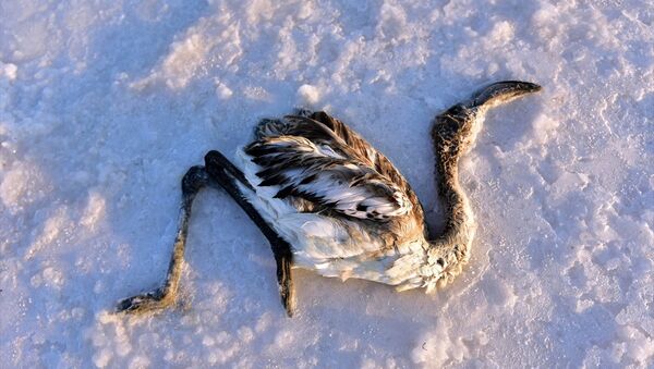 Tuz Gölü'nde çok sayıda yavru flamingo yaşamını yitirdi - Sputnik Türkiye