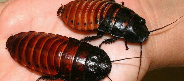 Sıcak hava zararlı böceklerin iştahını arttırıyor - Sputnik Türkiye