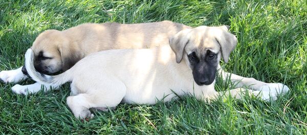 Konya'da ayağı, patisi kesilmiş iki yavru köpek bulundu - Sputnik Türkiye