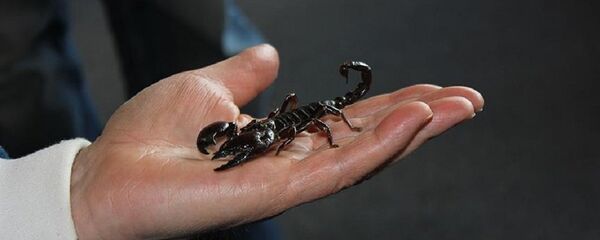 akrep akrep - Sputnik Türkiye