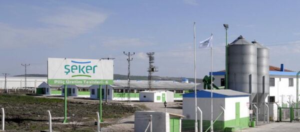 Şeker Piliç satıldı - Sputnik Türkiye