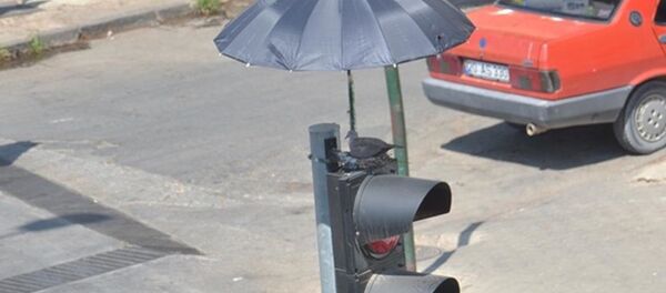 İzmir'de trafik ışıklarının üstüne yuva yapan kumruya şemsiyeli koruma İzmir'de trafik ışıklarının üstüne yuva yapan kumruya şemsiyeli koruma - Sputnik Türkiye