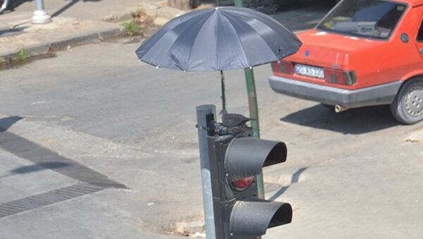 İzmir'de trafik ışıklarının üstüne yuva yapan kumruya şemsiyeli koruma - Sputnik Türkiye