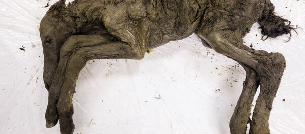 40 bin yıllık tay fosili - Sputnik Türkiye