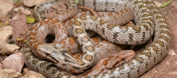 Kafkas yılanının yeni bir alt türü: 'Lyciensis: Likyalı - Sputnik Türkiye