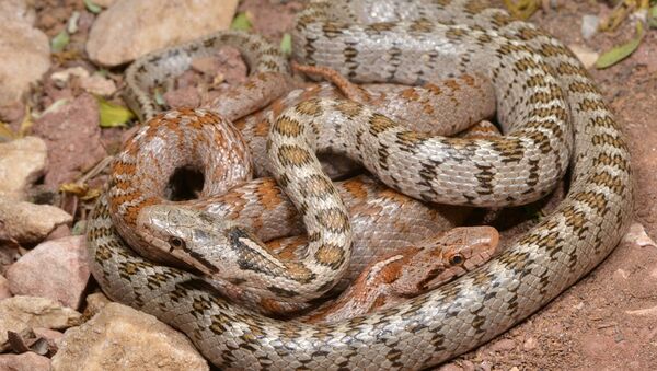 Kafkas yılanının yeni bir alt türü: 'Lyciensis: Likyalı - Sputnik Türkiye