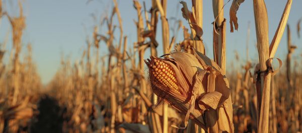 Mısır - Sputnik Türkiye