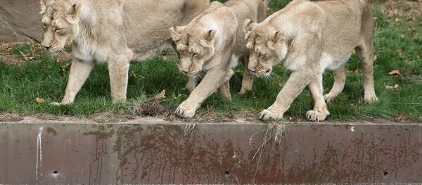 Dişi aslanlar - Sputnik Türkiye