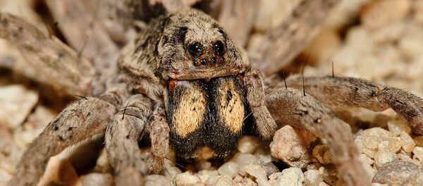 Örümcek - Sputnik Türkiye