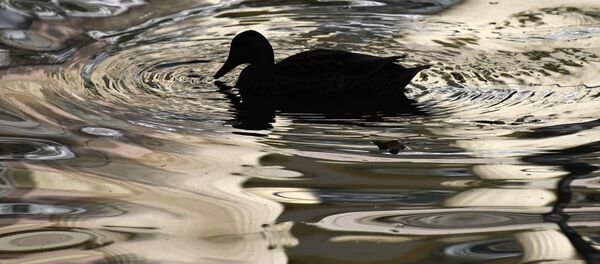 Ördek - Sputnik Türkiye