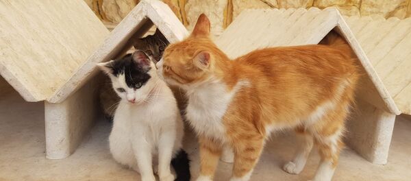 Suriyeli kedi sever - Sputnik Türkiye