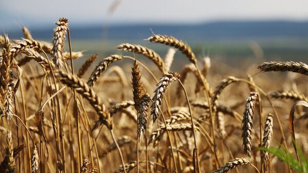 Grain harvesting in Simferopol District, Crimea - Sputnik Türkiye