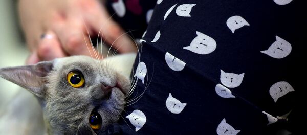 sahibi tarafından sevilen kedi - Sputnik Türkiye