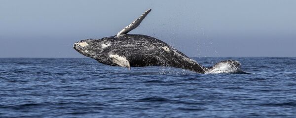 Pasifik Okyanusu'nda yüzen bir kambur balina Pasifik Okyanusu'nda yüzen bir kambur balina - Sputnik Türkiye