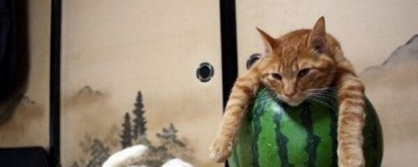 Tembel kedi - Sputnik Türkiye