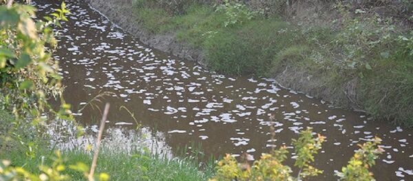 Bursa'da bir derede daha toplu balık ölümü - Sputnik Türkiye