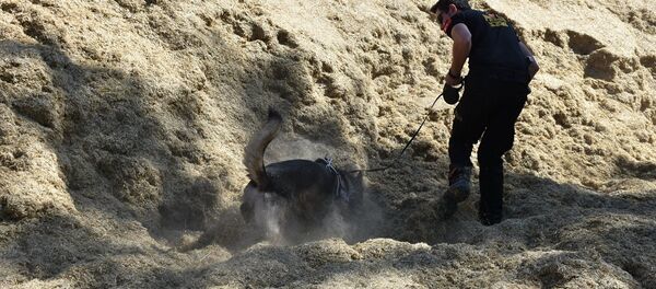 Sedanur Güzel, samanlık Sedanur Güzel, samanlık - Sputnik Türkiye
