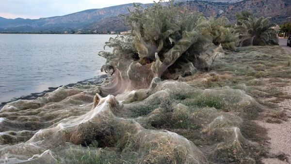 Yunanistan'da bir kasabada tüm sahil örümcek ağlarıyla kaplandı - Sputnik Türkiye