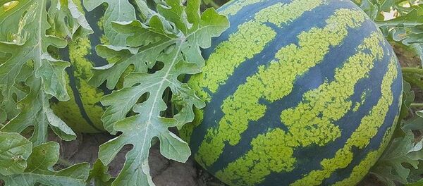 Karpuz - Sputnik Türkiye