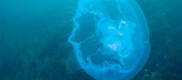 Denizanası - Sputnik Türkiye