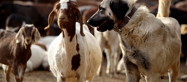 Sivas Kangal - Sputnik Türkiye