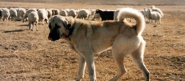 Sivas Kangal - Sputnik Türkiye