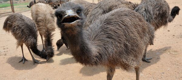 Avustralya'ya özgü endemik bir kuş türü olan emu - Sputnik Türkiye