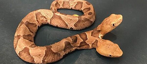 Çift başlı yılan - Sputnik Türkiye