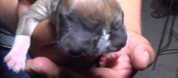 Peru'da çift başlı köpek doğdu - Sputnik Türkiye