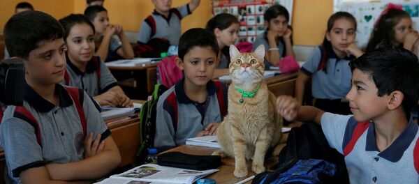 Kedi Tombi - Sputnik Türkiye
