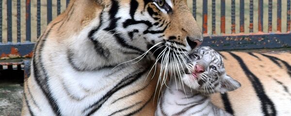 Bir Bengal Kaplanı albino yavrusuyla birlikte - Sputnik Türkiye