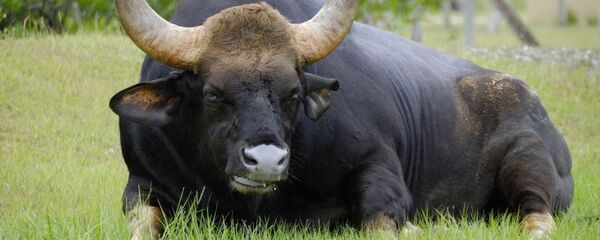 Boğa - Sputnik Türkiye