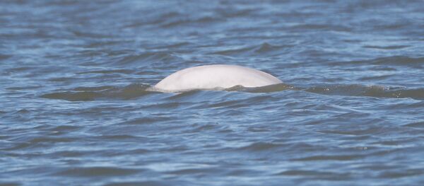 Beluga Whale - Sputnik Türkiye