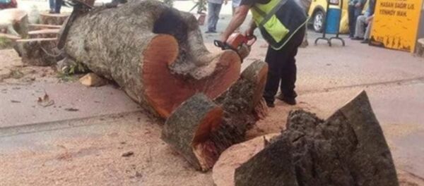 Rize'de kesilen asırlık çınar ağacının haberini yapan gazeteciye soruşturma - Sputnik Türkiye