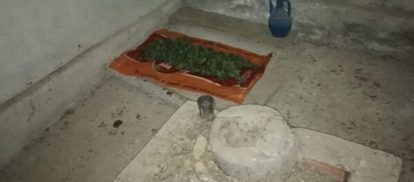 Mezarlıkta kenevir yetiştirdi - Sputnik Türkiye