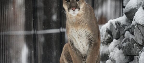 Puma - Sputnik Türkiye