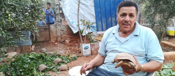 ‘Kaplumbağa bahçesi' - Sputnik Türkiye