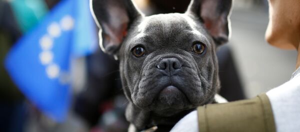 Bulldoglar, haskiler, boxerlar, beaglelar... Her cinsten yaklaşık 1000 köpek ve sahipleri Londra'da parlamento binasına yürüdü. İngilizce havlamak anlamına gelen 'woof' fiiliyle 'referandum' sözcüğünün bileştirilmesiyle oluşturulan 'Wooferendum' (Ya da Türkçesiyle 'Havhavarandum') adlı kampanyaya destek veren ve Brexit'e karşı çıkan eylemciler bu konuda ikinci bir referandum yapılmasını istedi. - Sputnik Türkiye