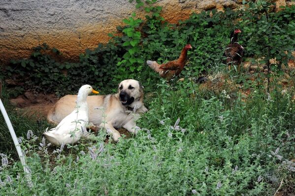 Ördek ile köpeğin şaşırtan dostluğu - Sputnik Türkiye
