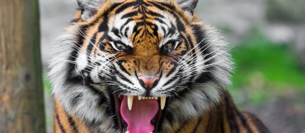 kaplan - Sputnik Türkiye