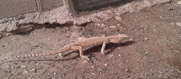 Şanlıurfa'da çöl varanı bulundu - Sputnik Türkiye