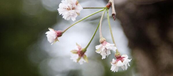 Japonya'da kiraz çiçekleri 6 ay erken açtı - Sputnik Türkiye