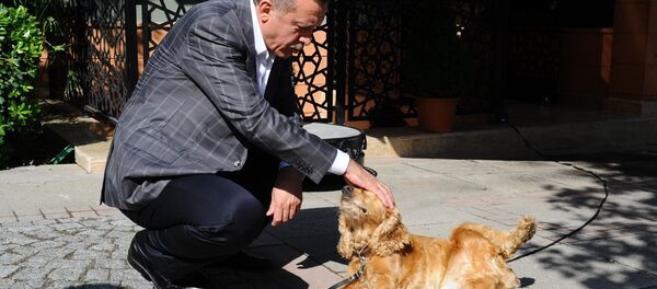 Recep Tayyip Erdoğan - köpek - Çiko - Sputnik Türkiye